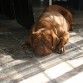 Los baños de sol son la mejor forma de ver la expresion de nobleza de la bella Duna.